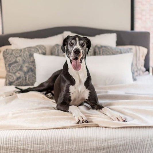 Pet Furniture Throws - Magic Fabric