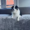 Pet Furniture Throws & Covers