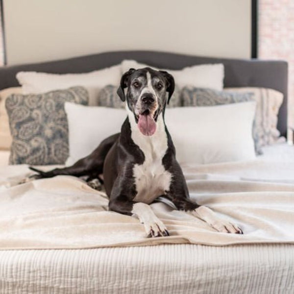 Pet Furniture Throws & Covers